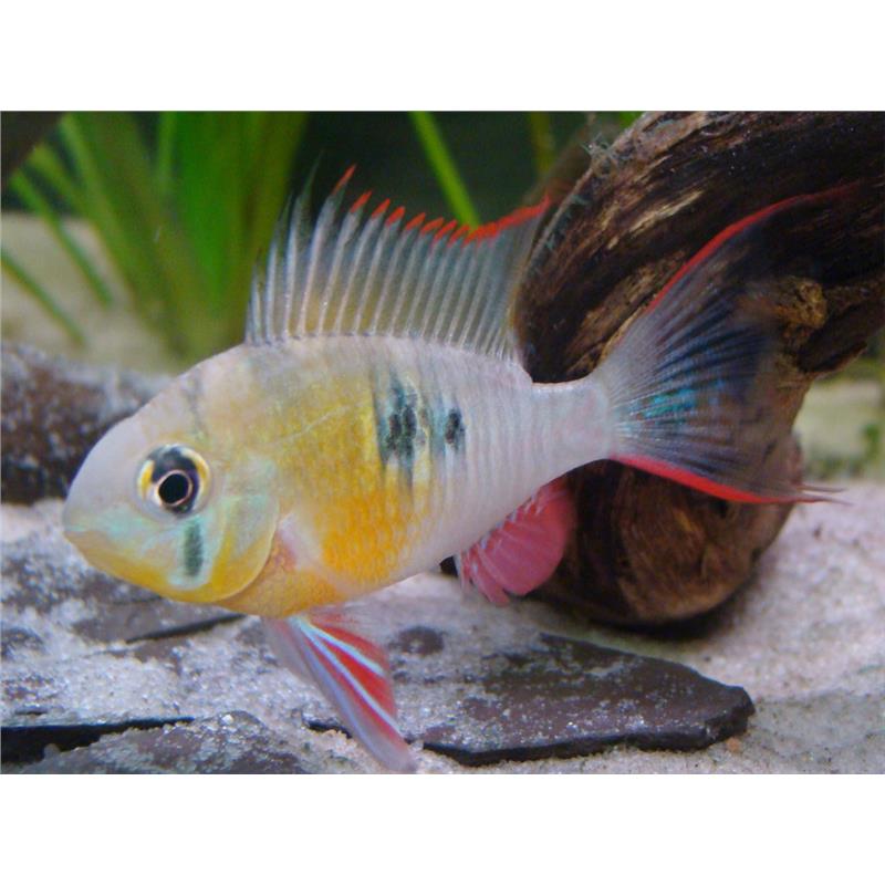 Papiliochromis altispinosa - imagine 4